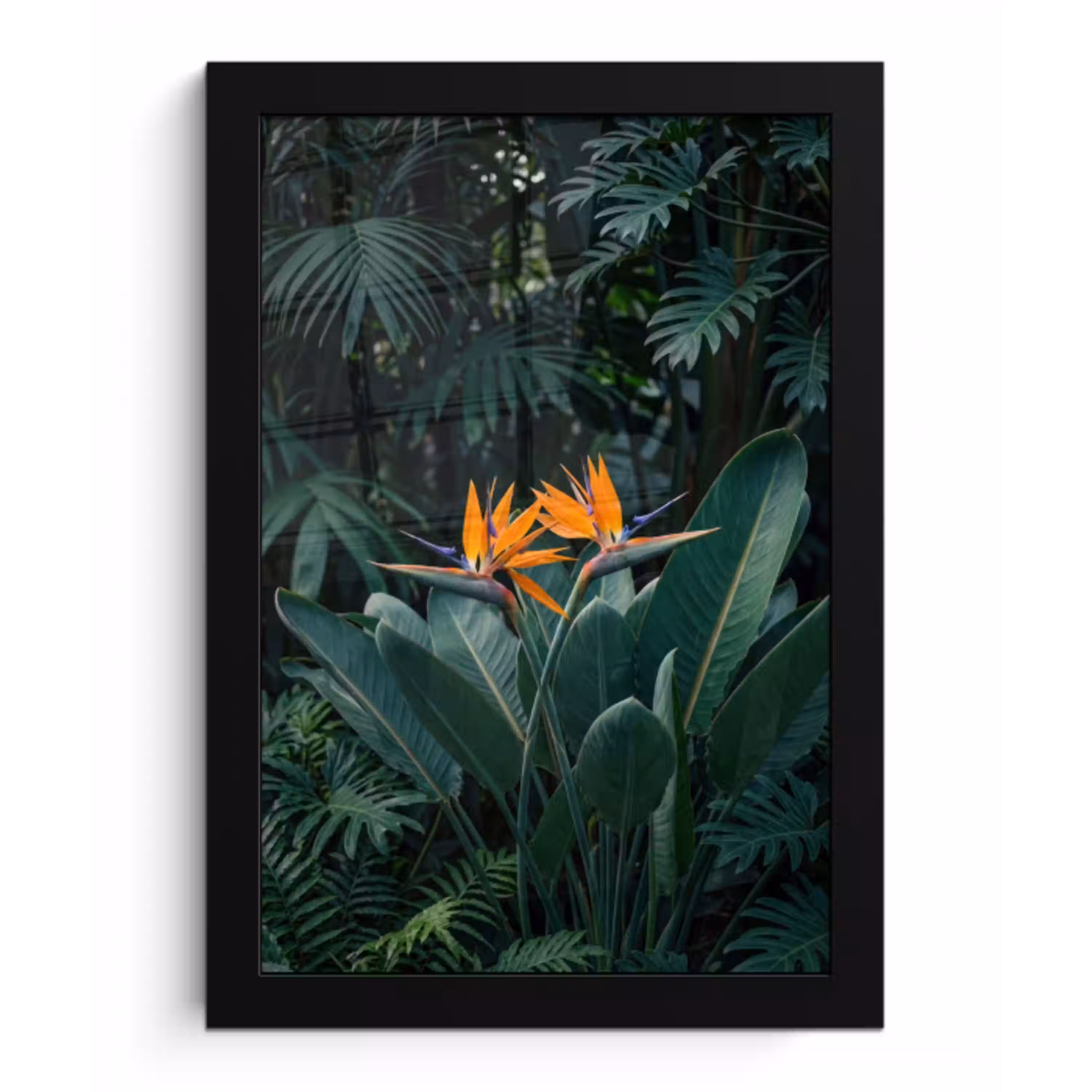 Paradijsvogel - Bloem - Exotisch fotolijst zwart zonder passe partout klein -3d