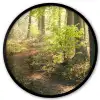 Bos - Bomen - Pad - Zon - Planten - Bladeren - Natuur Fotolijst rond zonder passe partout klein -3d