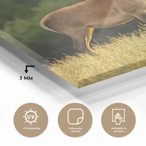 Hert - Gewei - Gras - Natuur - Dieren - Groen plexiglas 5mm klein -sfeer2