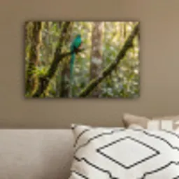 Quetzal - Jungle - Natuur - Groen canvas 2cm klein -sfeer3