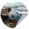 Schelp - Strand - Blauw - Zee Wandcirkel behangsticker klein -3d