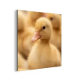 Pijltje - Eend - Natuur - Geel aluminium wit klein -3d