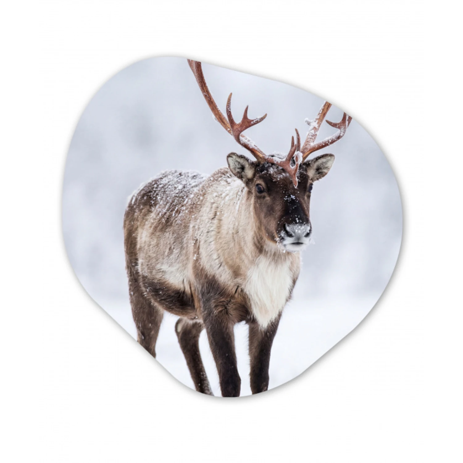 Rendier - Gewei - Toendra - Sneeuw - Wild Wandcirkel Organisch Forex 3mm klein -3d