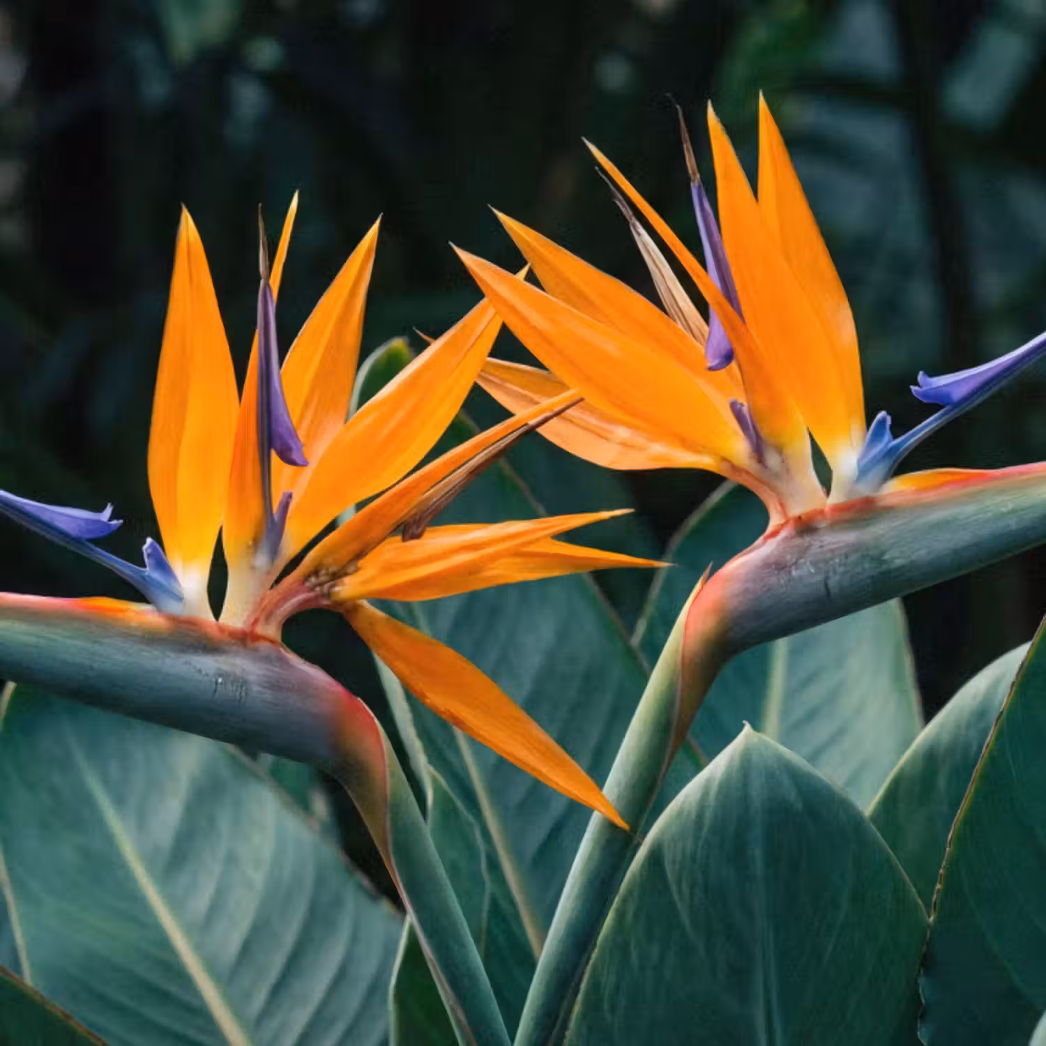 Behang - Paradijsvogel - Bloem - Exotisch