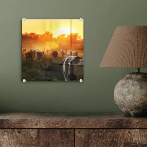 Koeien - Zonsondergang - Weiland - Dieren plexiglas 5mm klein -sfeer3