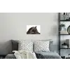 Portret - Paard - Elegant Muursticker klein -slaapkamer