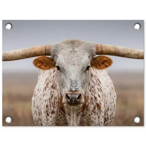 Longhorn - Grasveld - Dier tuinposter los doek klein -3d