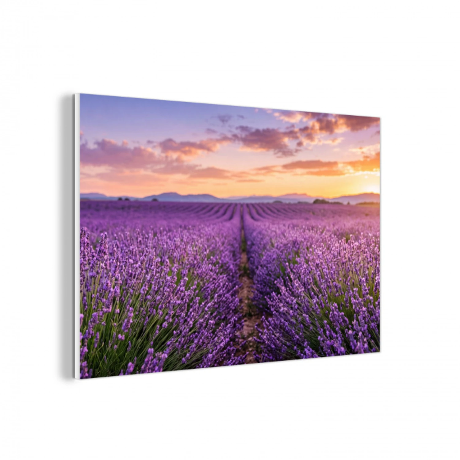 Lavendel - Veld - Natuur - Paars forex 5mm xxl -3d