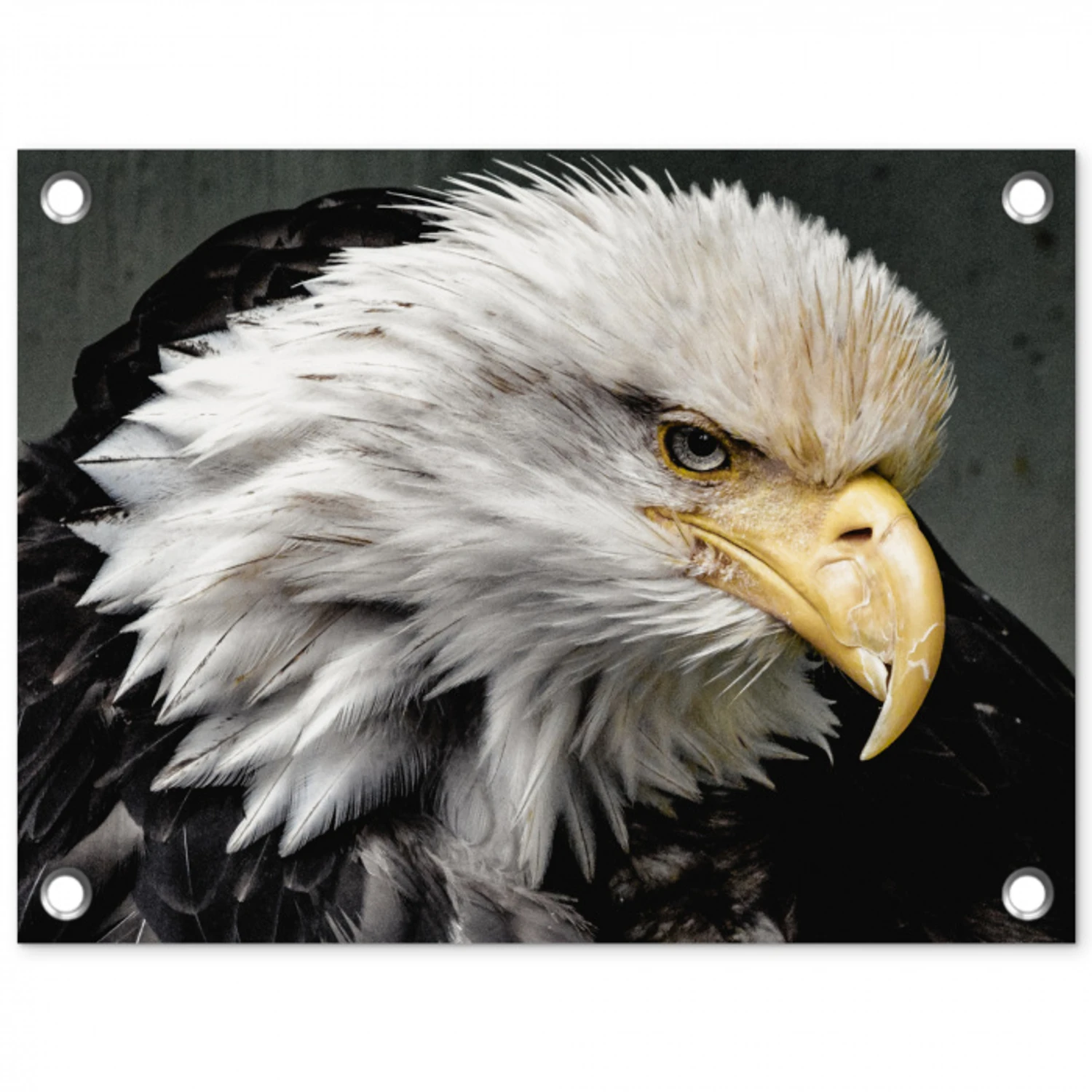 Dieren - Vogel - Adelaar tuinposter los doek klein -3d