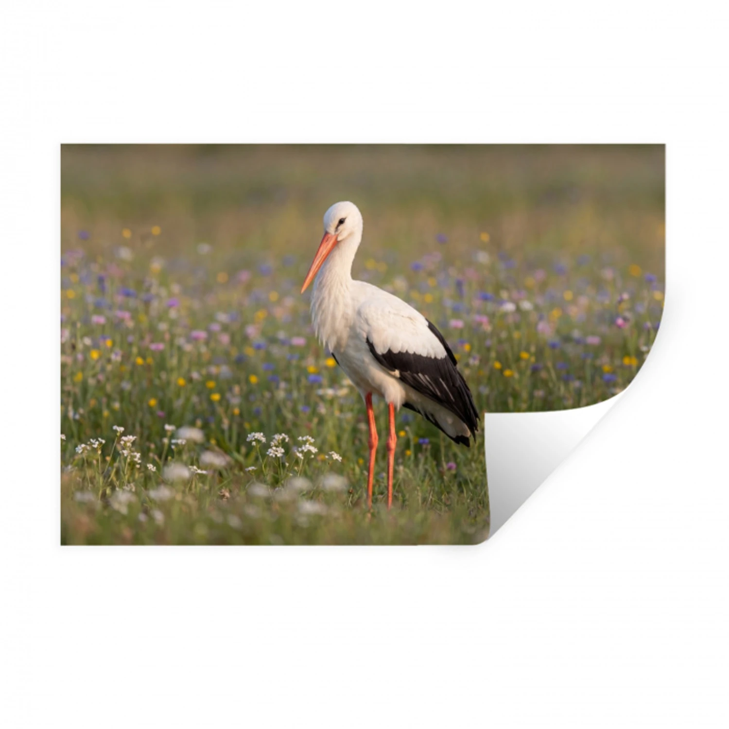 Ooienvaar - Bloemen - Weide - Kleurrijk Muursticker klein -3d
