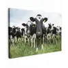 Koeien - Gras - Lente - Dieren - Weiland - Boerderij canvas 2cm klein -z3d