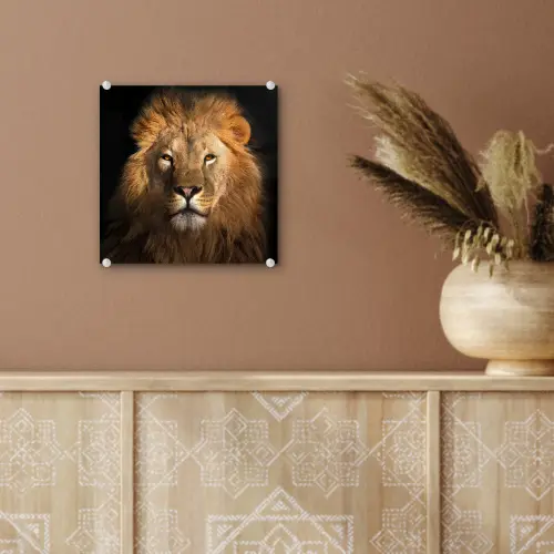 Leeuw - Dieren - Zwart - Licht - Bruin - Portret plexiglas 5mm klein -sfeer5