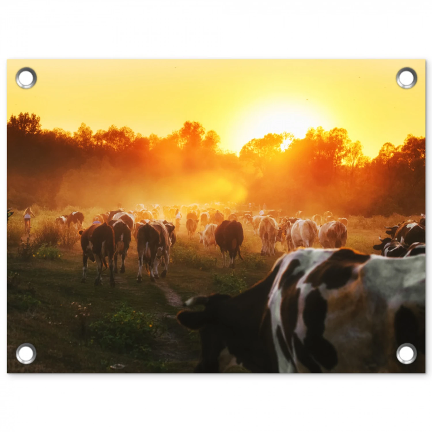 Koeien bij Zonsondergang tuinposter los doek klein -3d