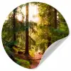 Bos - Pad - Bomen - Groen - Zon - Natuur Wandcirkel behangsticker klein -3d