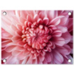 Dahlia - Bloem - Close up - Roze tuinposter los doek klein -3d