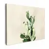 Cactus - Groen - Minimalistisch canvas 2cm middel -z3d