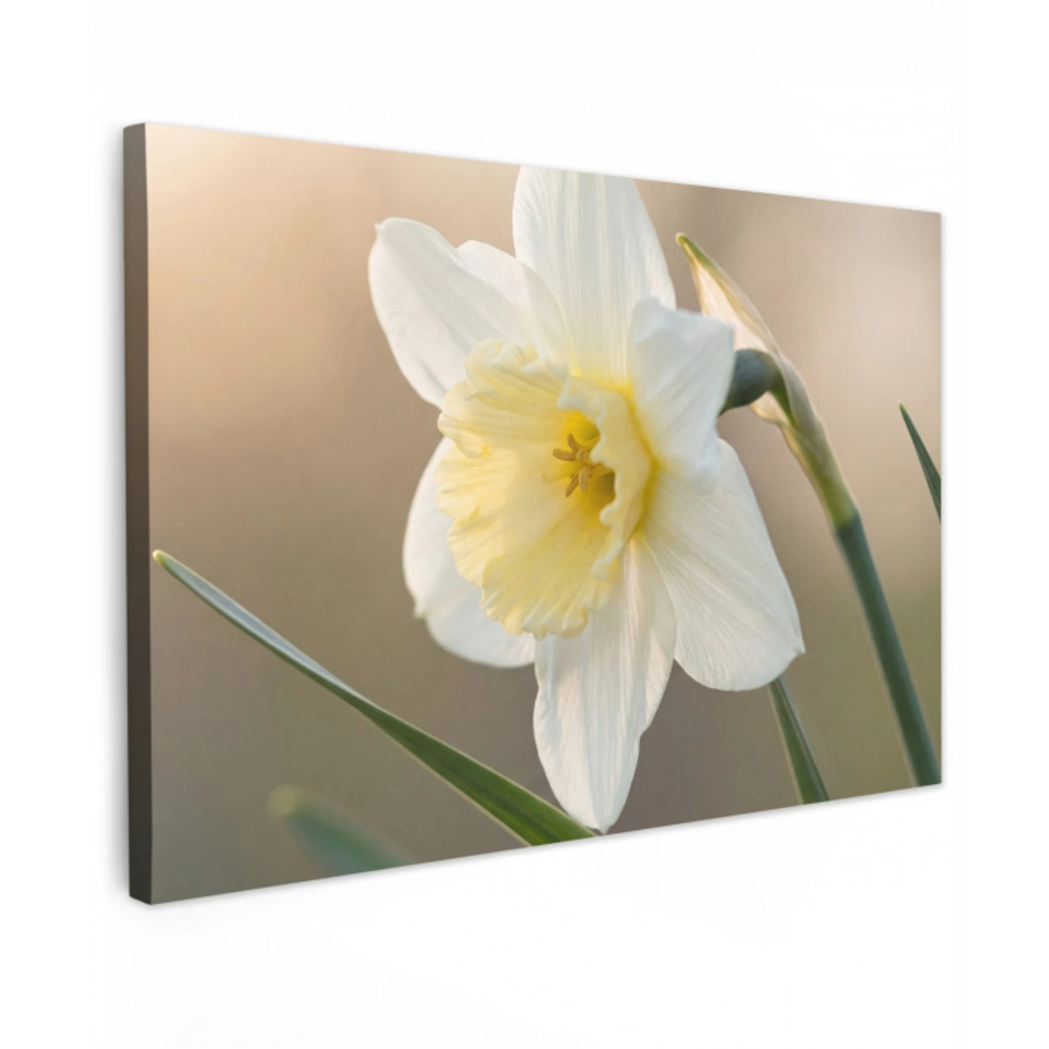 Narcis - Bloem - Minimalistisch Tuinposter op houten frame 2 cm dik klein -3d