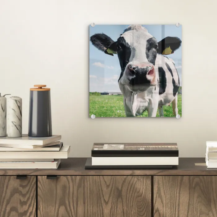 Koe - Weiland - Natuur - Dieren - Gras plexiglas 5mm klein -sfeer1
