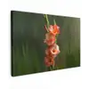 Bloem - Gladiolen - Zalmroze canvas 2cm klein -z3d