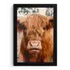 Koe- Schotse hooglander - Hoorns - Bruin - Landschap fotolijst zwart zonder passe partout klein -3d