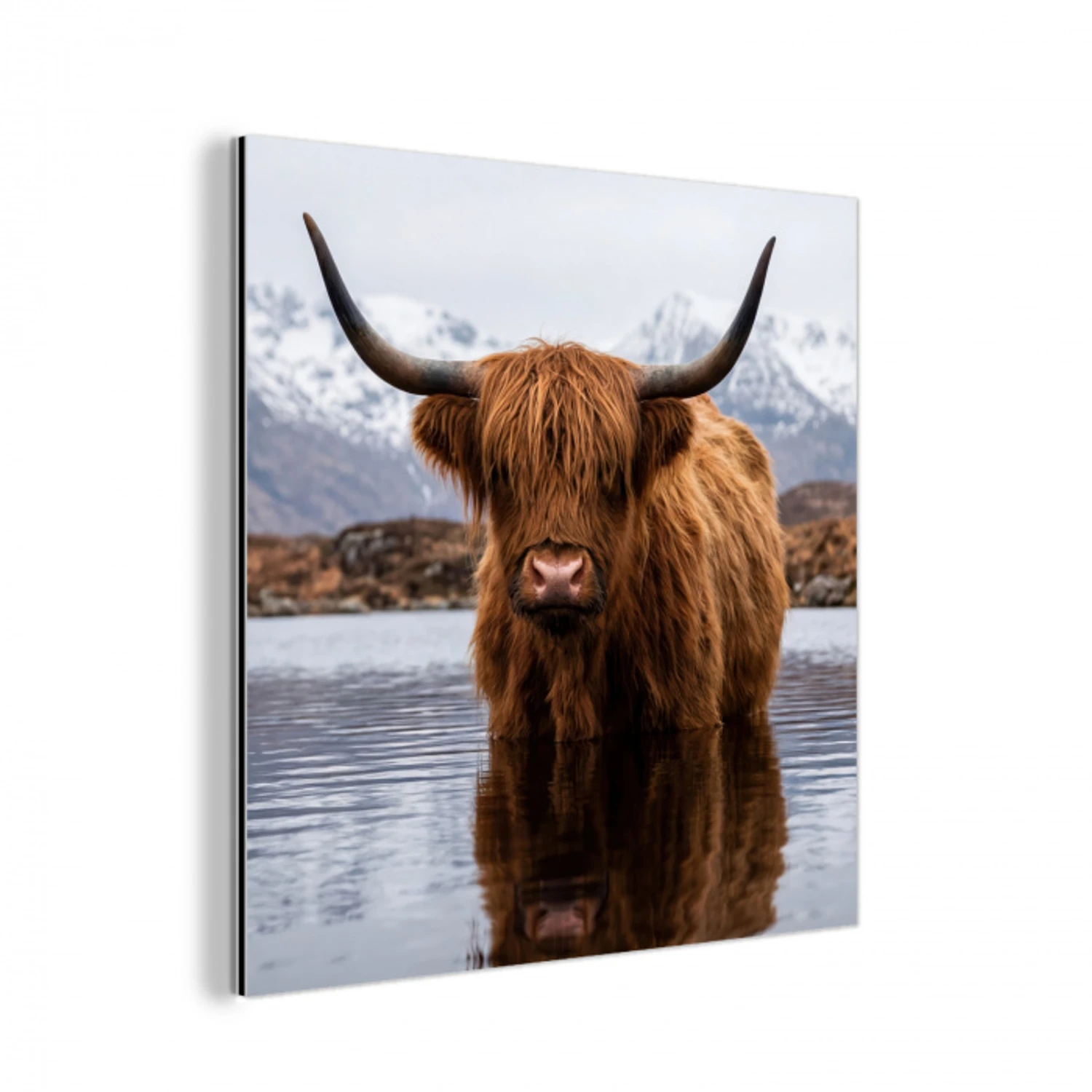 Schotse hooglander - Bruin - Water aluminium wit klein -3d
