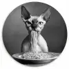 Sphynx - Kat - Dieren - Humor - Spaghetti - Zwart Wit Wandcirkel plexiglas klein -3d