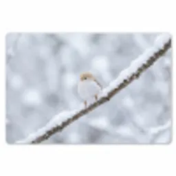 Vogeltje - Sneeuw - Tak - Winter - Zacht Placemat vinyl groot -zzsfeer1_Kitchenyeah-website