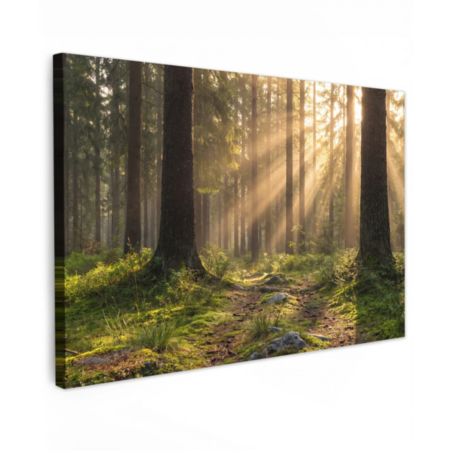 Bos - Zonlicht - Gras Tuinposter op houten frame 2 cm dik klein -3d