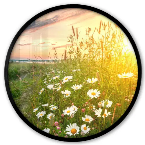 Bloemen - Madelief - Natuur - Zon - Horizon Fotolijst rond zonder passe partout klein -3d