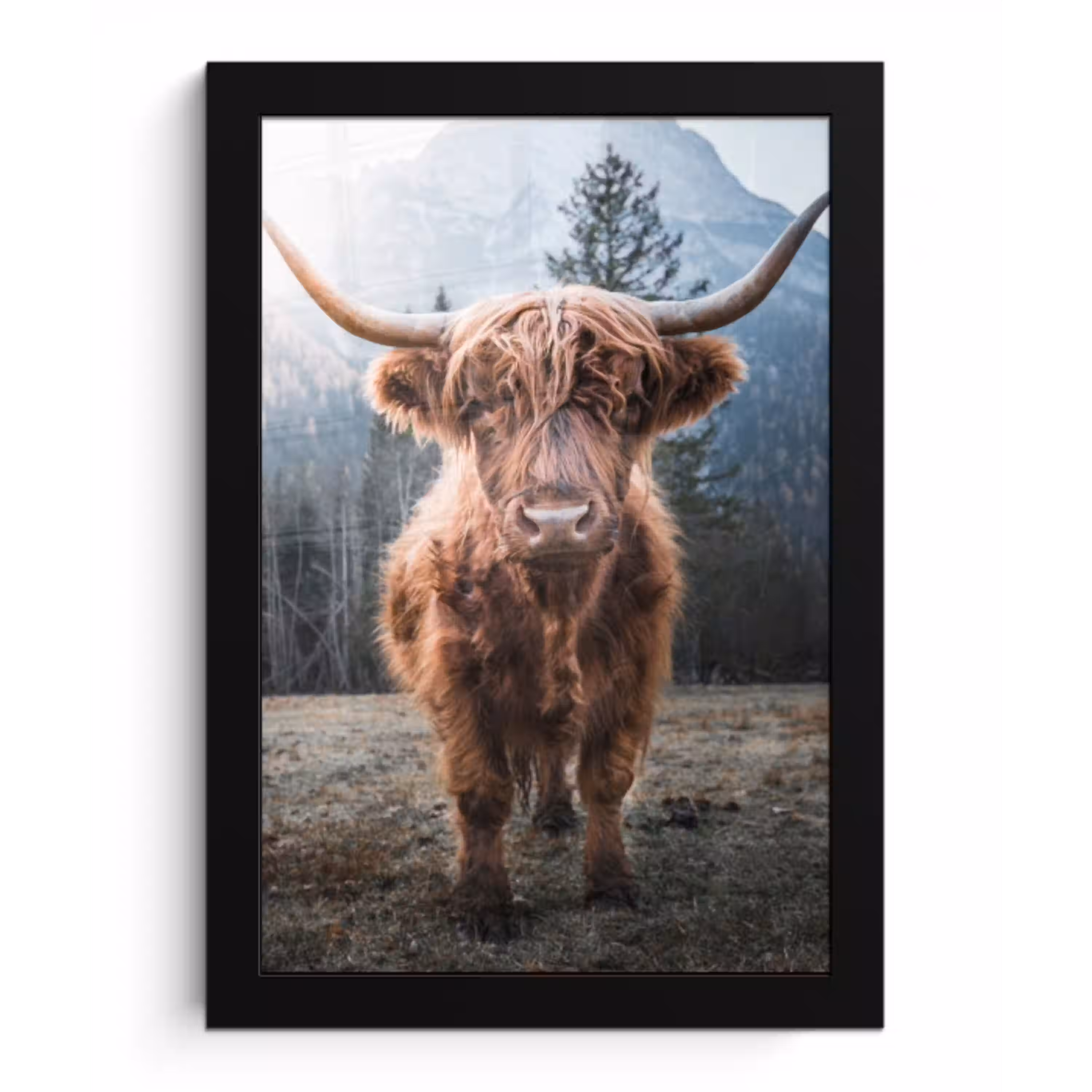 Schotse hooglander - Koe - Dieren - Berg - Natuur fotolijst zwart zonder passe partout klein -3d