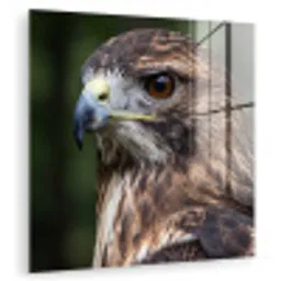 Buizerd - Roofvogel - Natuur - Bruin plexiglas 5mm klein -zzzproduct_nieuw