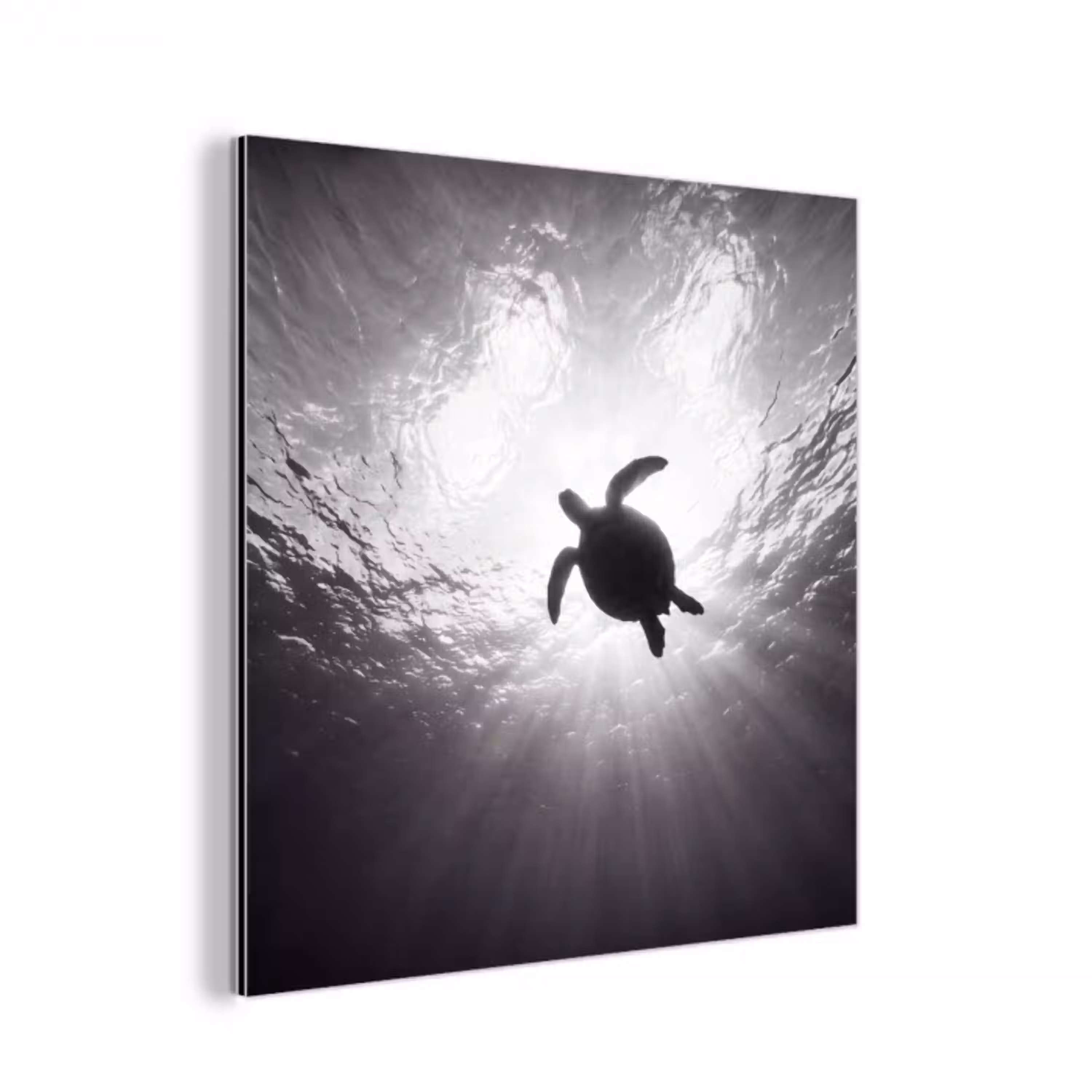 Schildpad - Onderwater - Lichtstralen - Oceaan - Zwart-wit aluminium wit klein -3d