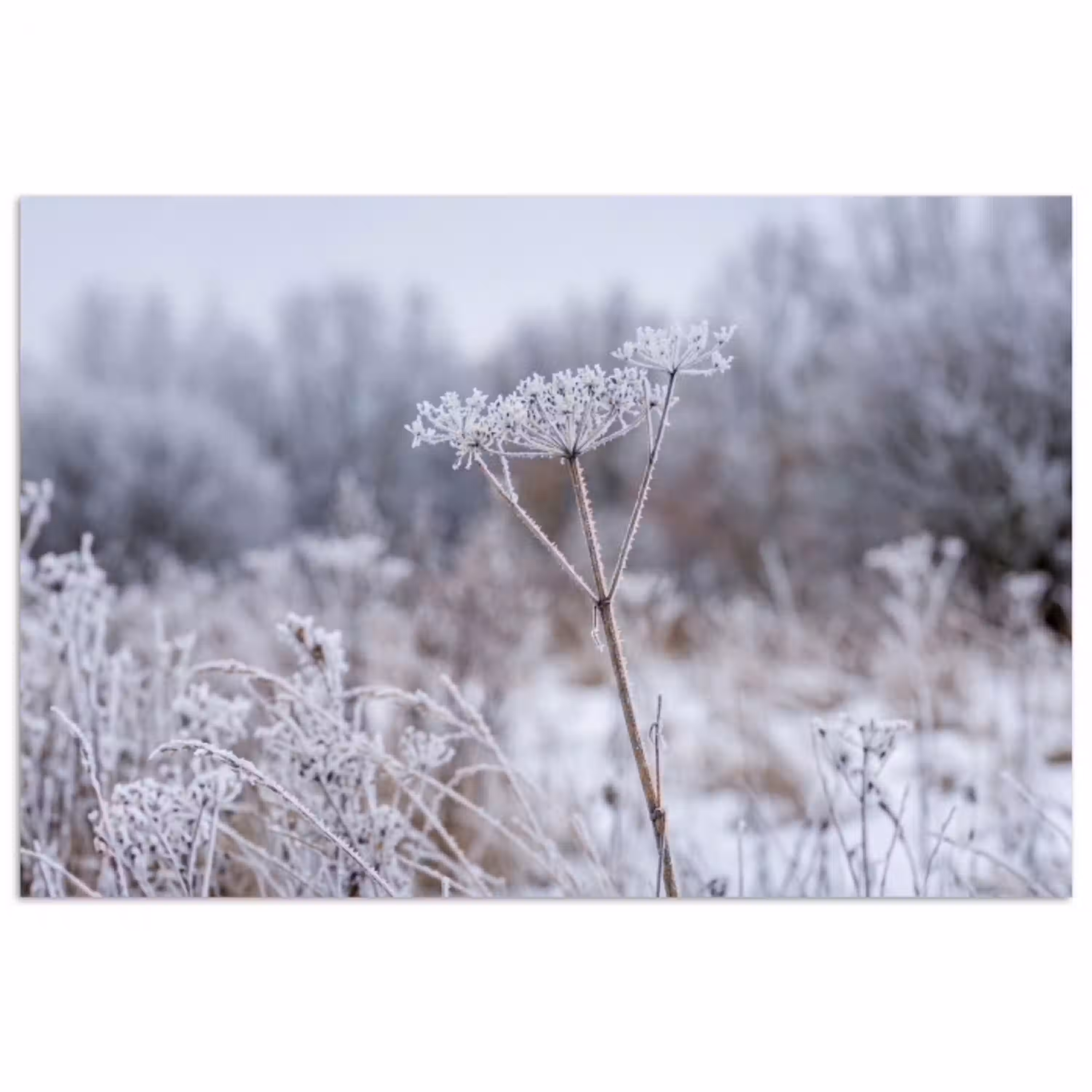 Schermbloem - Rijp - Kristallen - Winter - Delicaat poster papier klein -3d