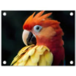 Close-up - Papegaai - Veren - Oranje tuinposter los doek klein -3d