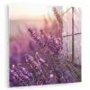 Lavendel - Paars - Zonlicht plexiglas 5mm klein -zzzproduct_nieuw
