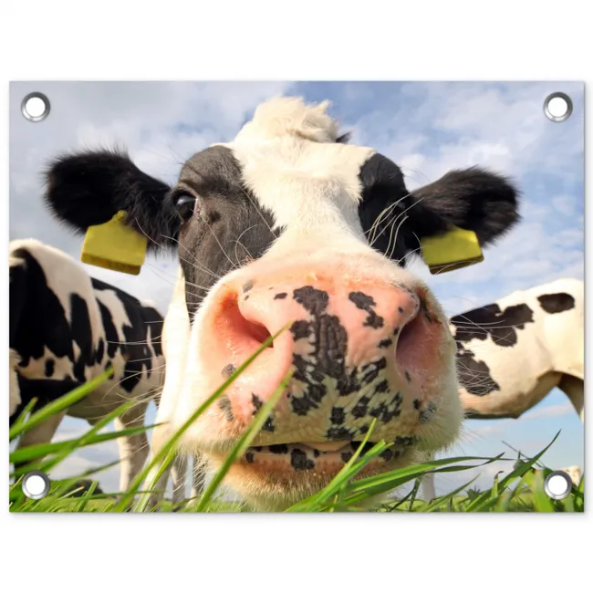 Nieuwsgierige koe in close-up tuinposter los doek klein -3d