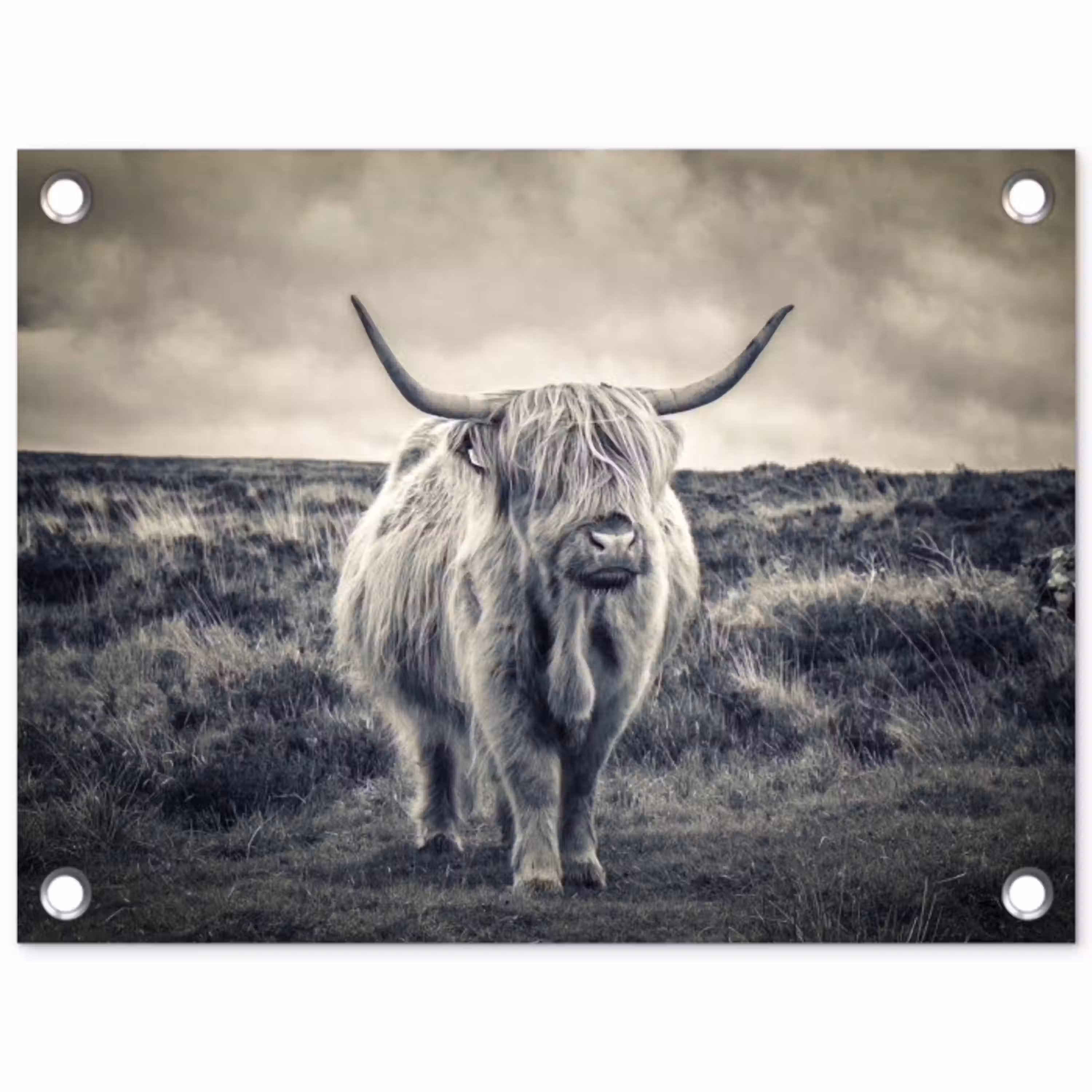 Schotse hooglander - Dieren - Wolken - Koe - Natuur tuinposter los doek klein -3d