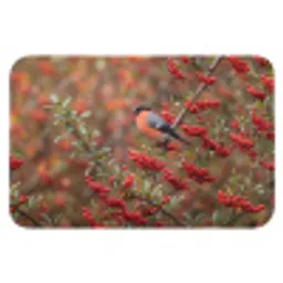 Goudvink - Bessen - Herfst - Natuur - Kleurrijk Badmat klein -3d