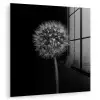Paardenbloem - Zwart - Bloemen - Botanisch plexiglas 5mm klein -zzzproduct_nieuw