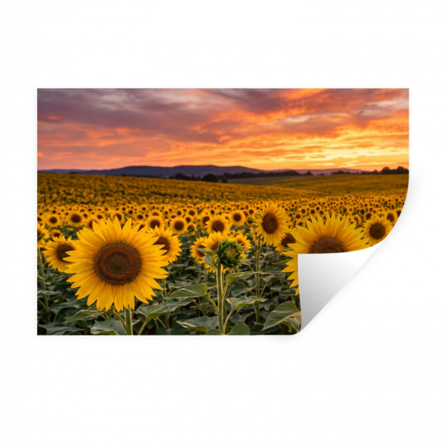Zonnebloemen - Heuvellandschap - Geel Muursticker klein -3d