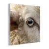 Schaap - Oog - Wit plexiglas 5mm klein -z3d