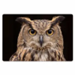 Oehoe - Uil - Portret - Bruin Placemat vinyl groot -zzsfeer1_Kitchenyeah-website