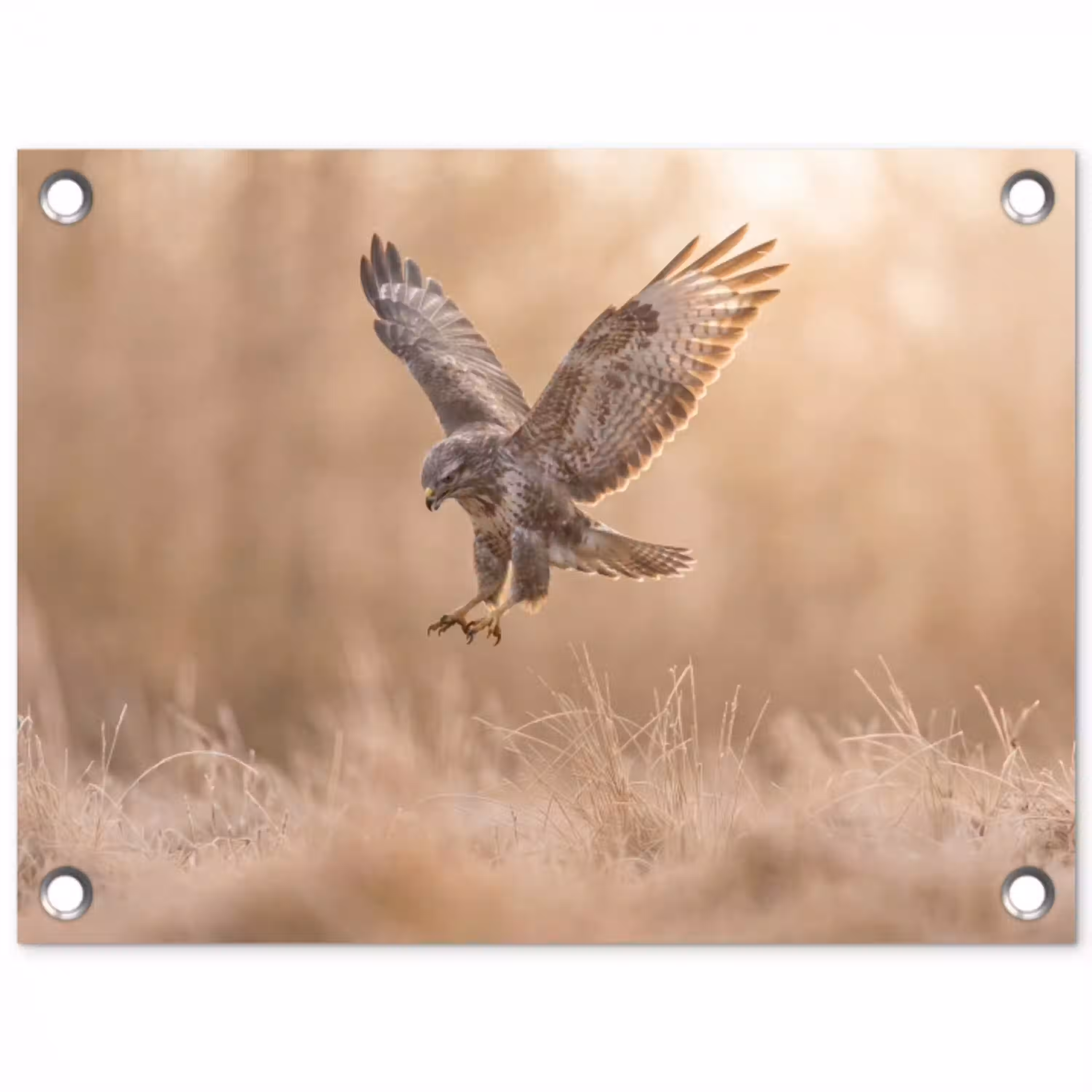 Buizerd - Roofvogel - Natuur - Bruin tuinposter los doek klein -3d
