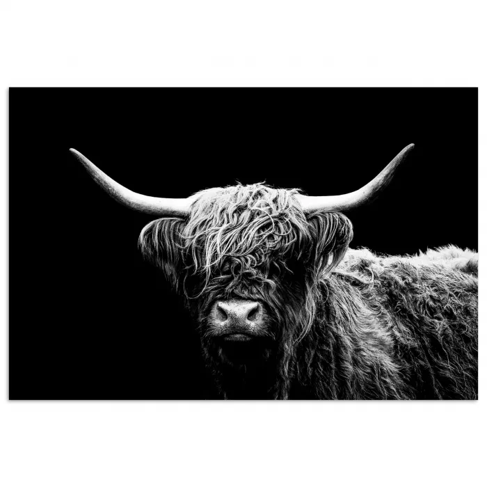 Schotse Hooglander - Koe - Zwart - Wit - Dieren poster papier klein -3d