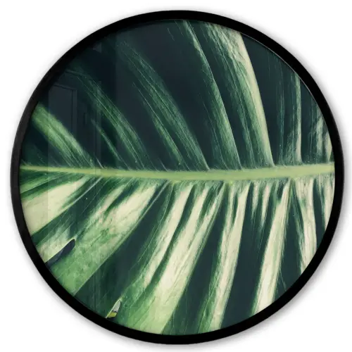 Tropisch - Natuur - Jungle Fotolijst rond zonder passe partout klein -3d