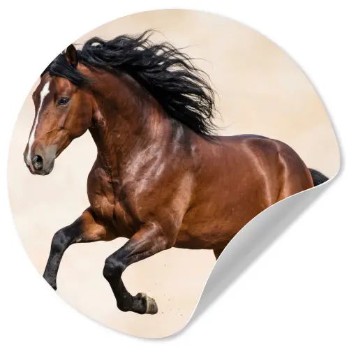 Paard - Galop - Energie Wandcirkel behangsticker klein -3d