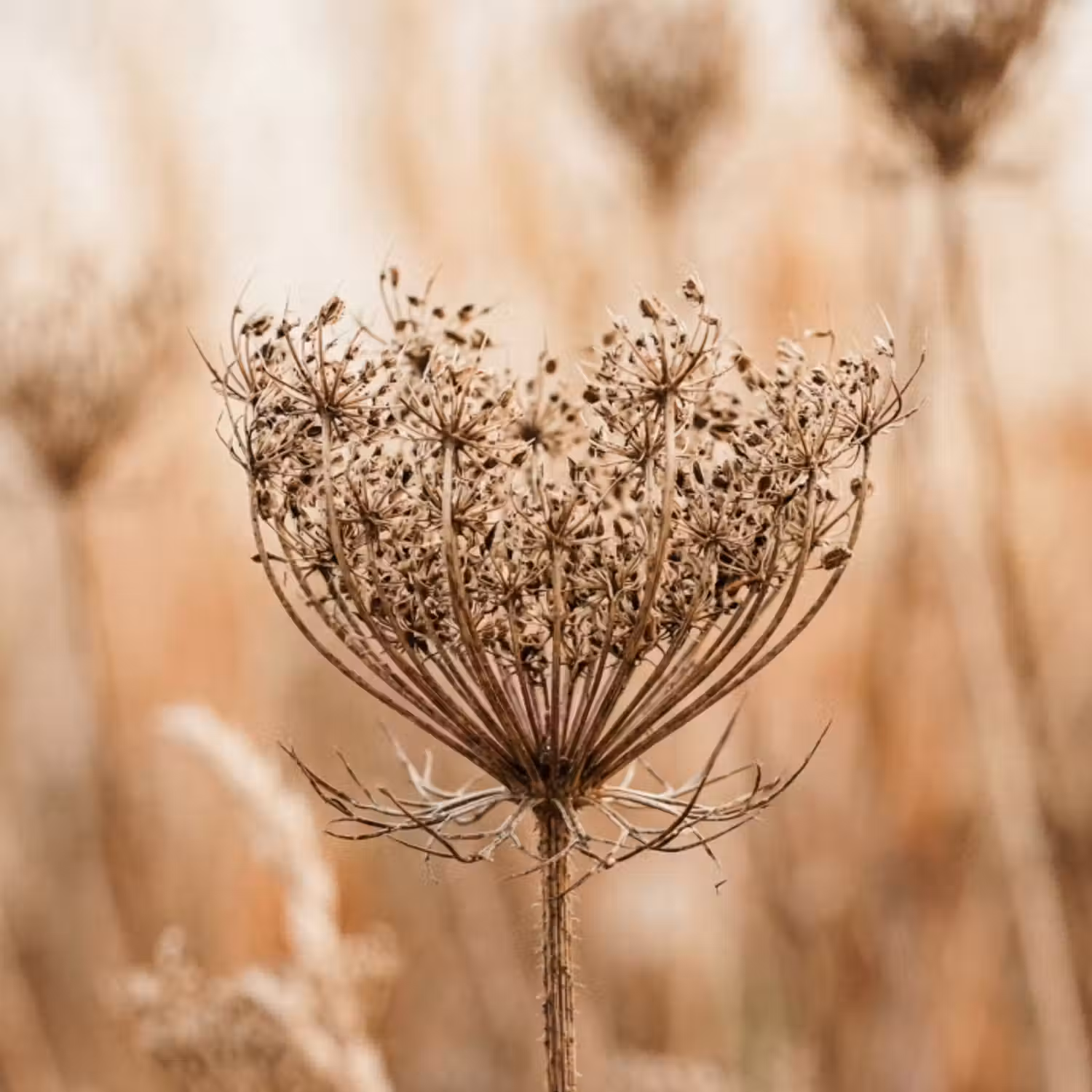 Tapete - Bildschirm Blume - Trockene Blume - Winter - Beige - Minimalistisch