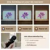 Lelie - Bloem - Paars - Stippen Light Box met batterij (Wandlamp) middel -USP_lichtkleurNL