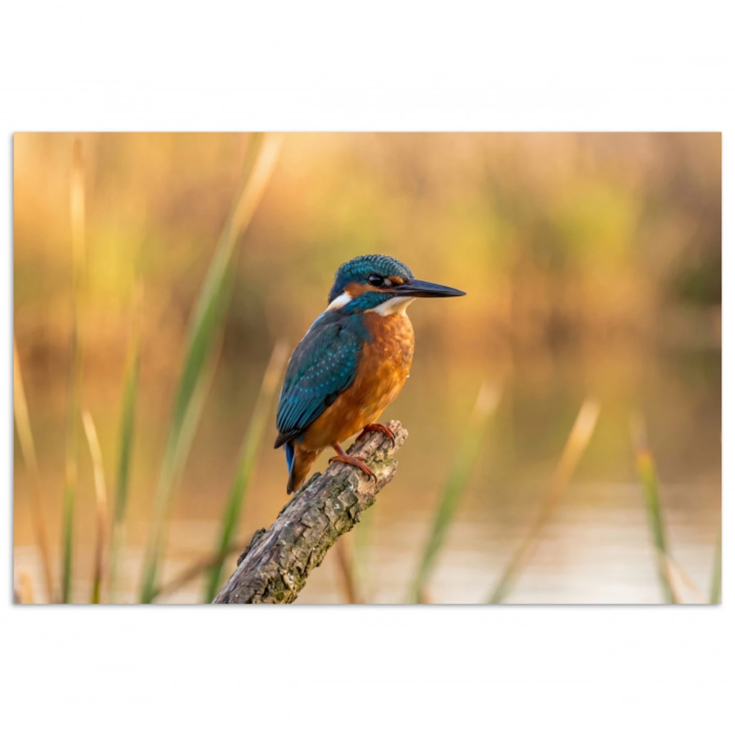 IJsvogel - Tak - Water - Kleurrijk - Levendig poster papier klein -3d