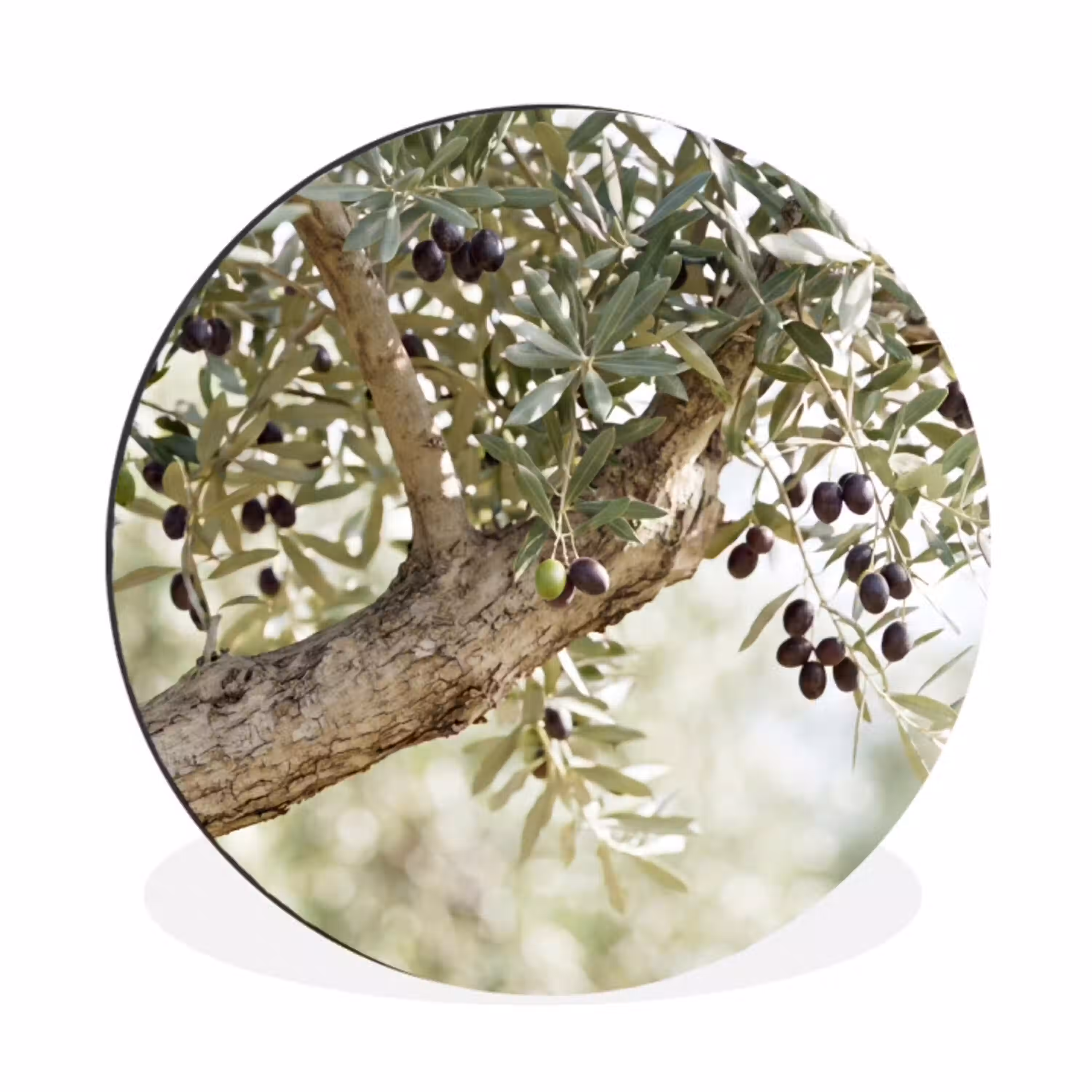 Olijfboom - tak - groen Wandcirkel aluminium klein -3d